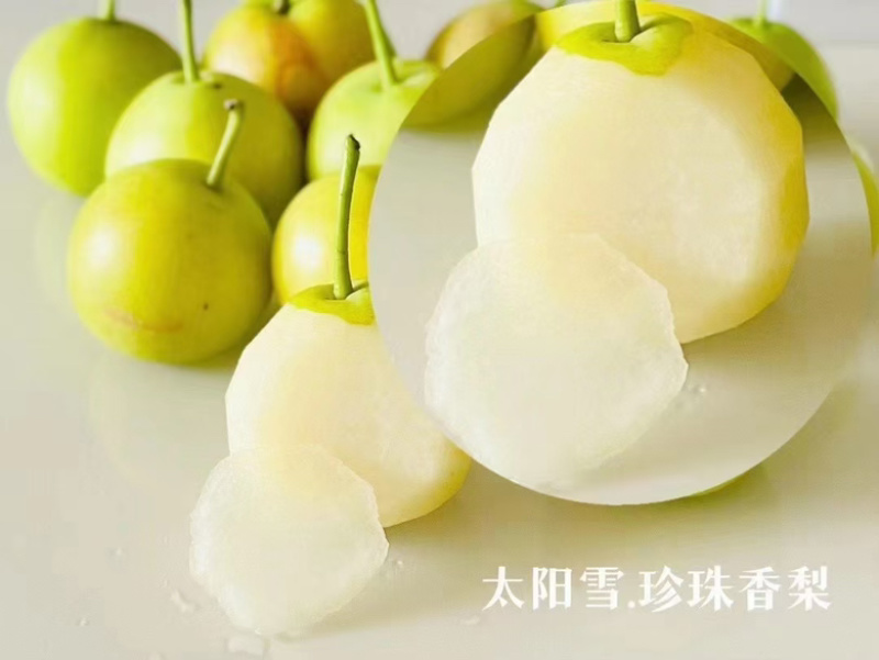 丁香梨太阳雪梨