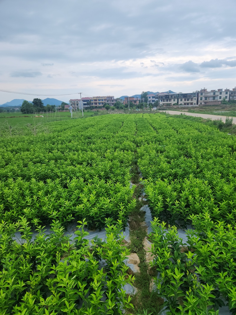 枳壳苗江西商州枳壳臭橙嫁接苗，高产良种自产自销四十万株