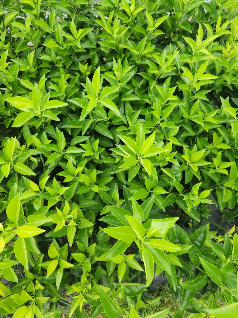 枳壳苗江西商州枳壳臭橙嫁接苗，高产良种自产自销四十万株