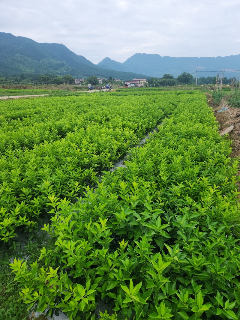 枳壳苗江西商州枳壳臭橙嫁接苗，高产良种自产自销四十万株