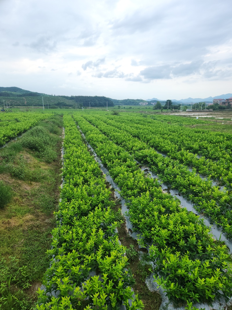 枳壳苗江西商州枳壳臭橙嫁接苗，高产良种自产自销四十万株