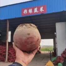 甜菜根基地全年现货直发市场加工脱水出口外贸甜菜头