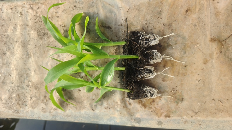 太阳花6号玉米苗（提前预定保证品质，基地直发，现货现发）