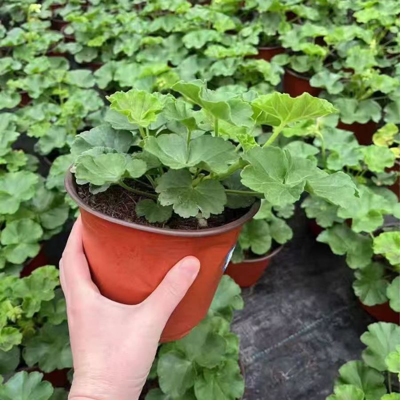 天竺葵盆栽绿植天竺葵花苗阳台庭院花卉洋绣球四季