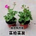 天竺葵盆栽绿植天竺葵花苗阳台庭院花卉洋绣球四季