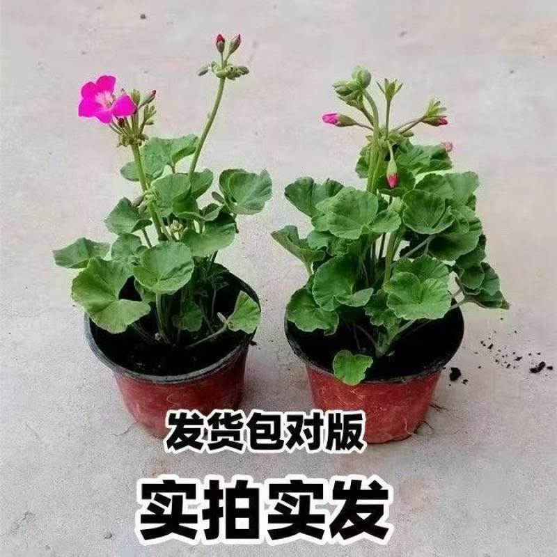 天竺葵盆栽绿植天竺葵花苗阳台庭院花卉洋绣球四季
