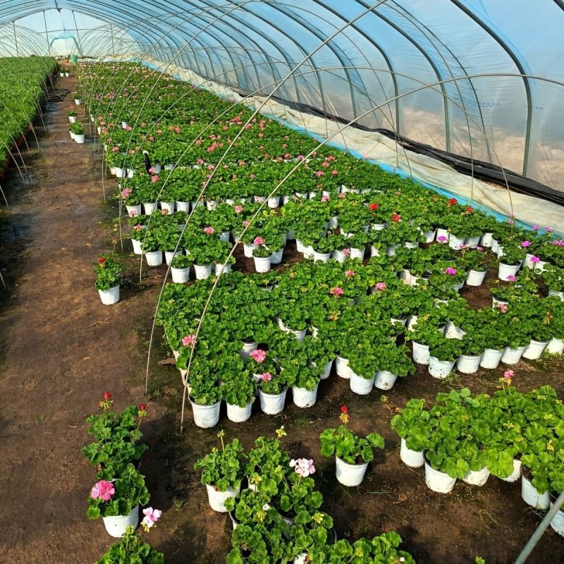 天竺葵盆栽绿植天竺葵花苗阳台庭院花卉洋绣球四季