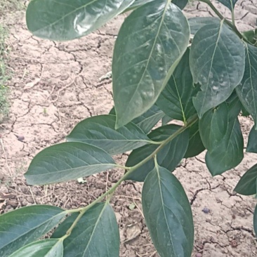 产地直销干，绿，整状，无杂质绿柿叶霜后柿叶！