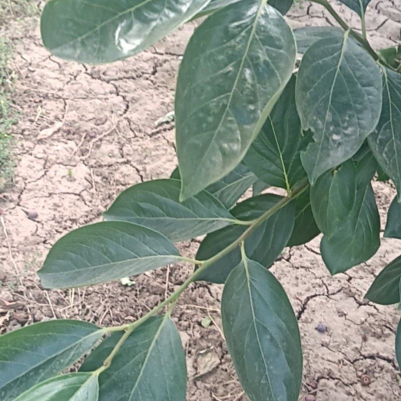 产地直销干，绿，整状，无杂质绿柿叶霜后柿叶！