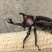 独角仙批发