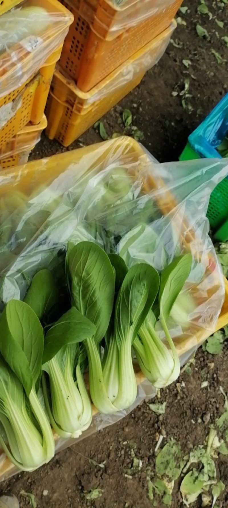 鸡毛菜，产地直发，大量有货，量大从优，欢迎各位老板咨询