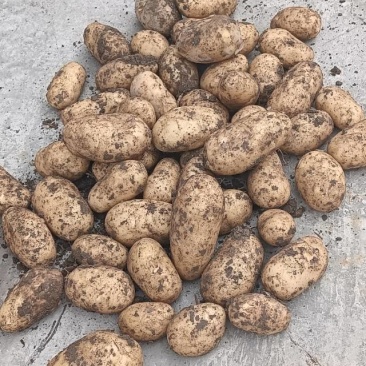 贵州高山黄心土豆大量上市