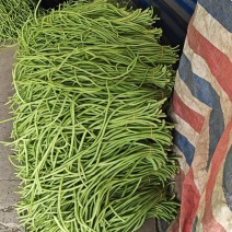 电商食堂酱厂豇豆大量上市