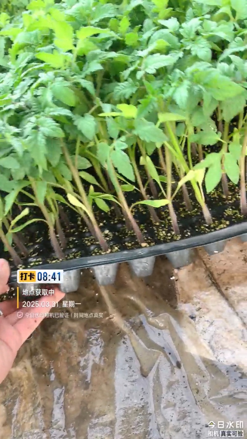 山西长治本地各类蔬菜秧苗产地直发品质保障量大从优