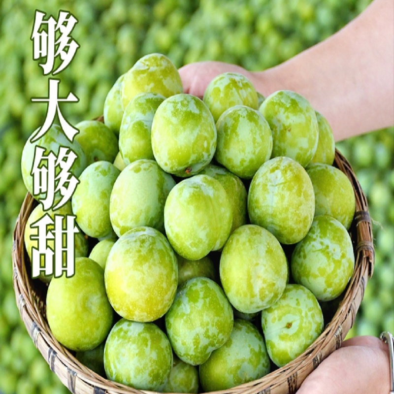 青脆李，脱骨李，对接市场电商，产地直发货源稳定