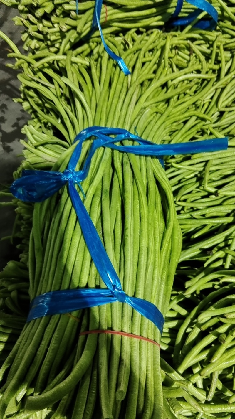 湖北长豆角细长，直，青条豆角产地直发大量供应市场加工场