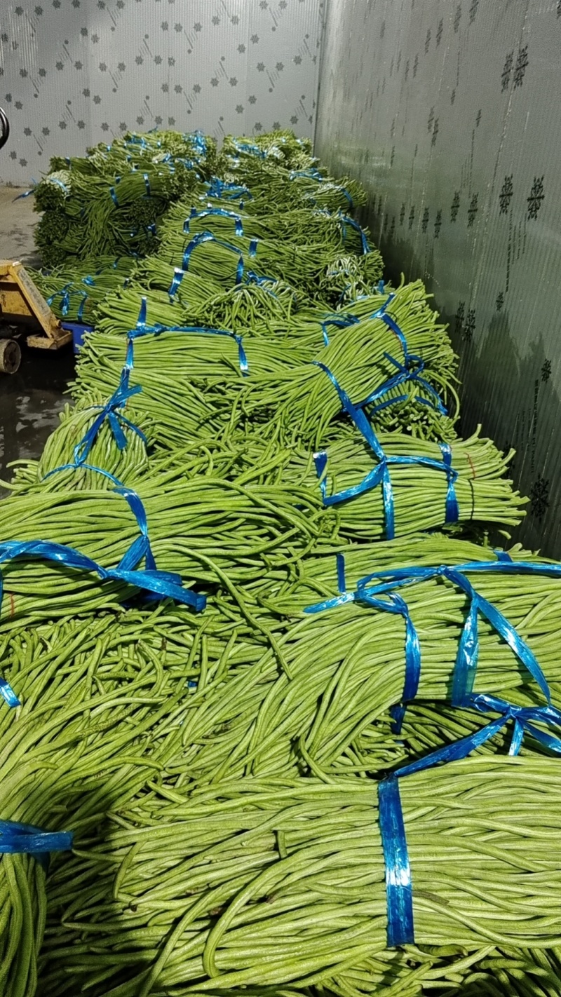 湖北长豆角细长，直，青条豆角产地直发大量供应市场加工场