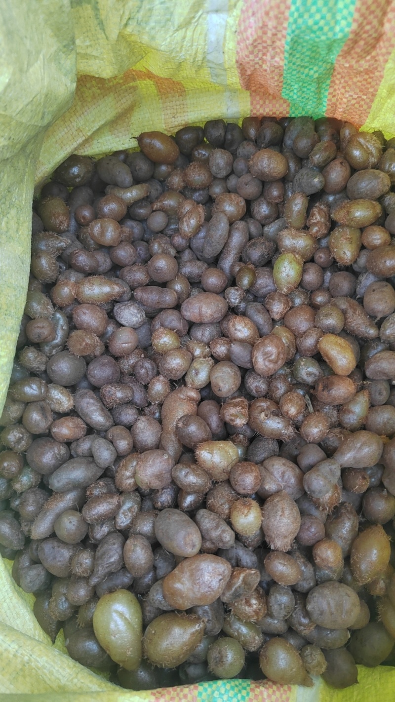 野生石黄皮