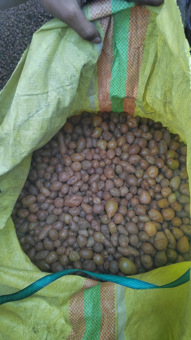 野生石黄皮