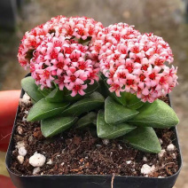 多肉植物神童稀有手捧花室内阳台绿植花卉盆栽防辐射神童带花苞