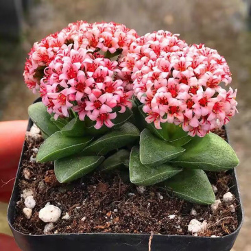 多肉植物神童稀有手捧花室内阳台绿植花卉盆栽防辐射神童带花苞