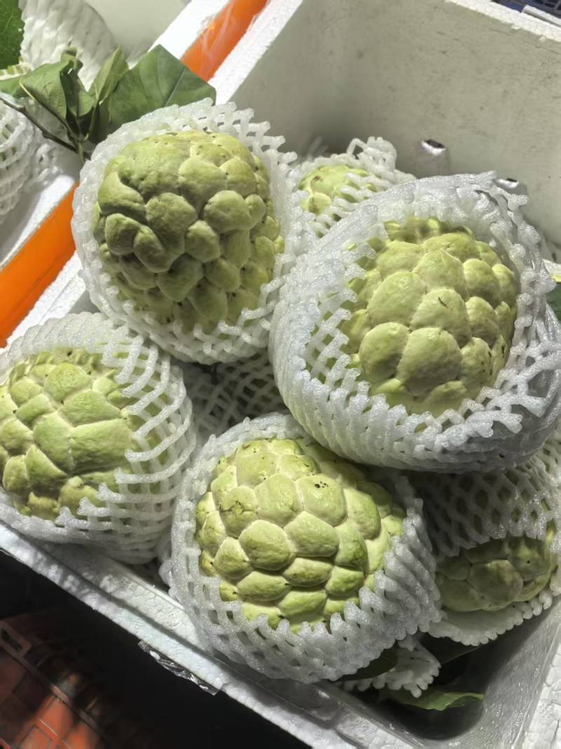 泰国释迦果/大目释迦果大量上市-对接点商超产地直发