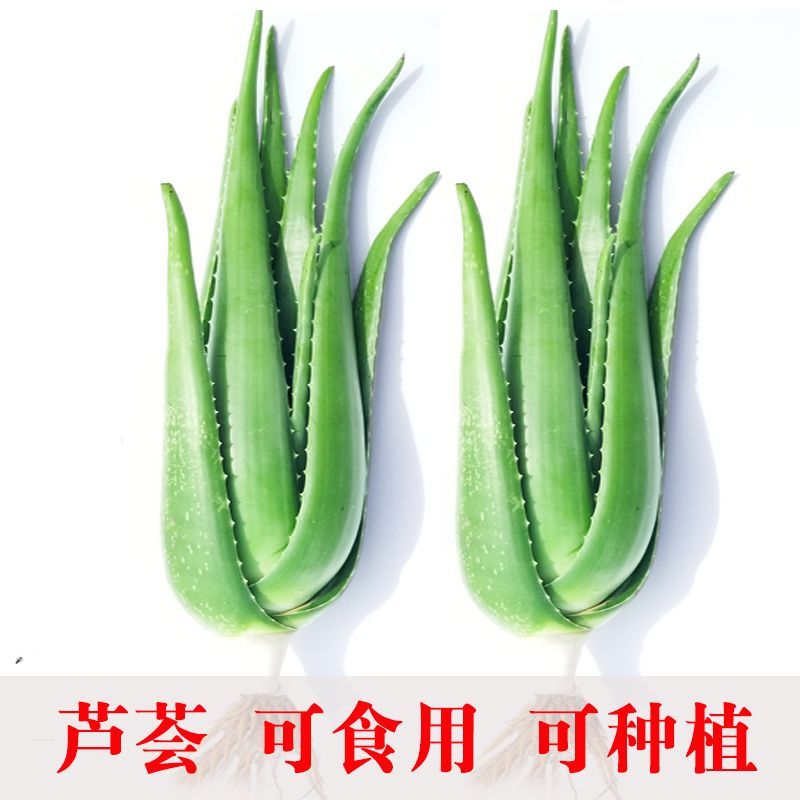 美容院库拉索芦荟苗盆栽多肉植物美容灌肤补水食用室内外花卉绿植