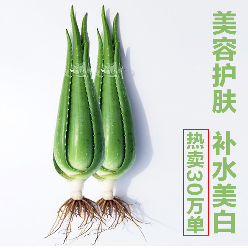 美容院库拉索芦荟苗盆栽多肉植物美容灌肤补水食用室内外花卉绿植