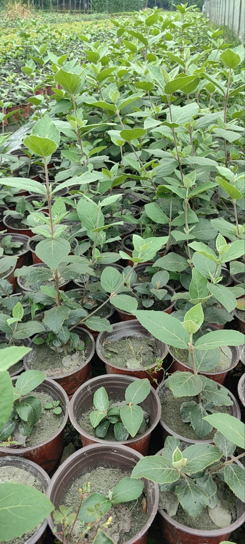 红蕾雪球木绣球基地直销量大质优价廉欢迎咨询电联
