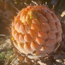云南特色名贵花卉地涌金莲带花苞无毒可食用花期长大叶片夏季遮阴