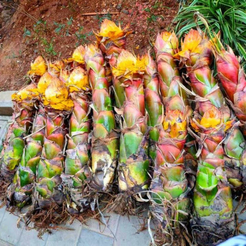 云南特色名贵花卉地涌金莲带花苞无毒可食用花期长大叶片夏季遮阴