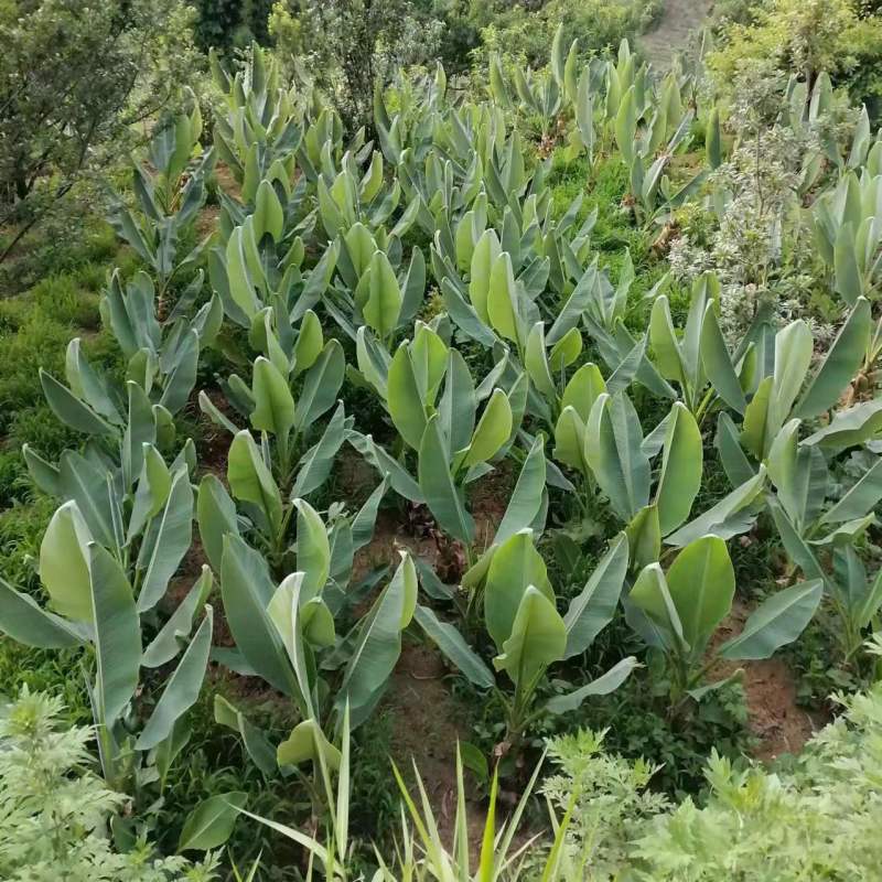 云南特色名贵花卉地涌金莲带花苞无毒可食用花期长大叶片夏季遮阴