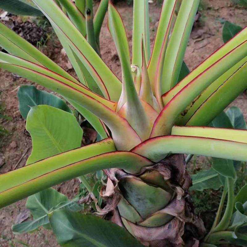 云南特色名贵花卉地涌金莲带花苞无毒可食用花期长大叶片夏季遮阴