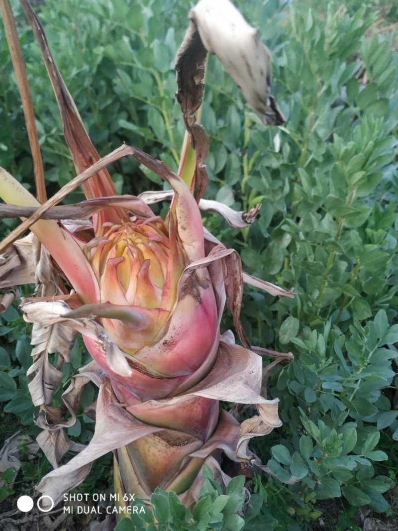 云南特色名贵花卉地涌金莲带花苞无毒可食用花期长大叶片夏季遮阴