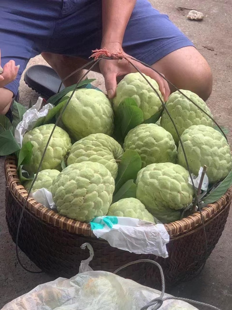 泰国释迦果/大目释迦果大量上市-对接点商超产地直发