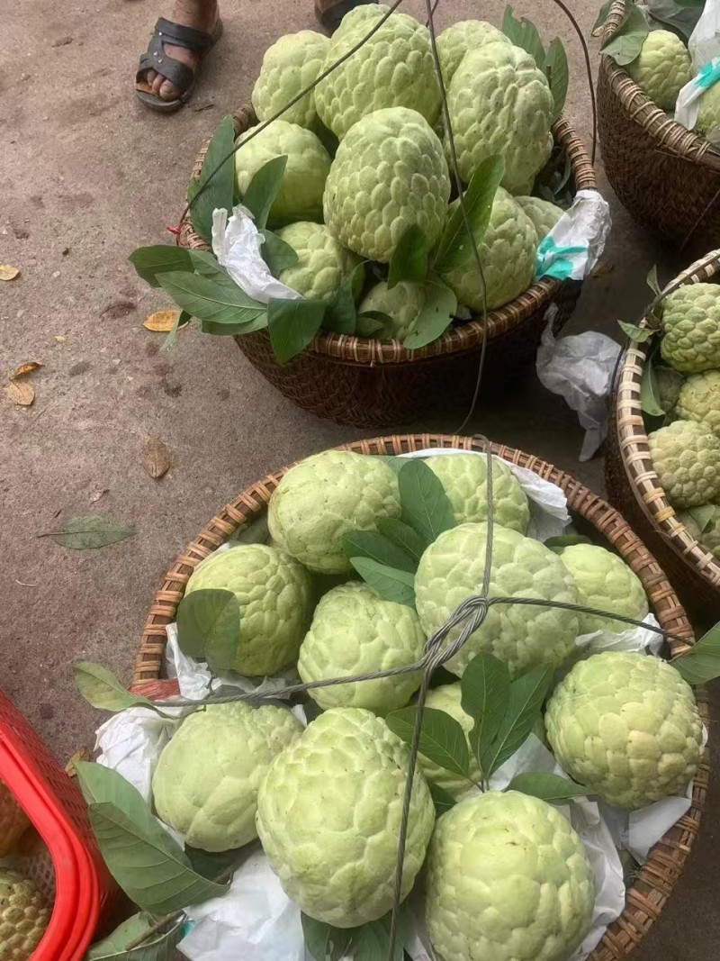 泰国释迦果/大目释迦果大量上市-对接点商超产地直发