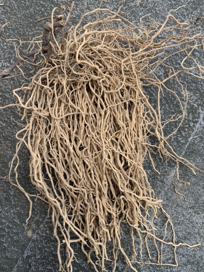 牛尾菜牛尾蕨牛尾结牛尾草老龙须土春根大通根老君须老鼠尾