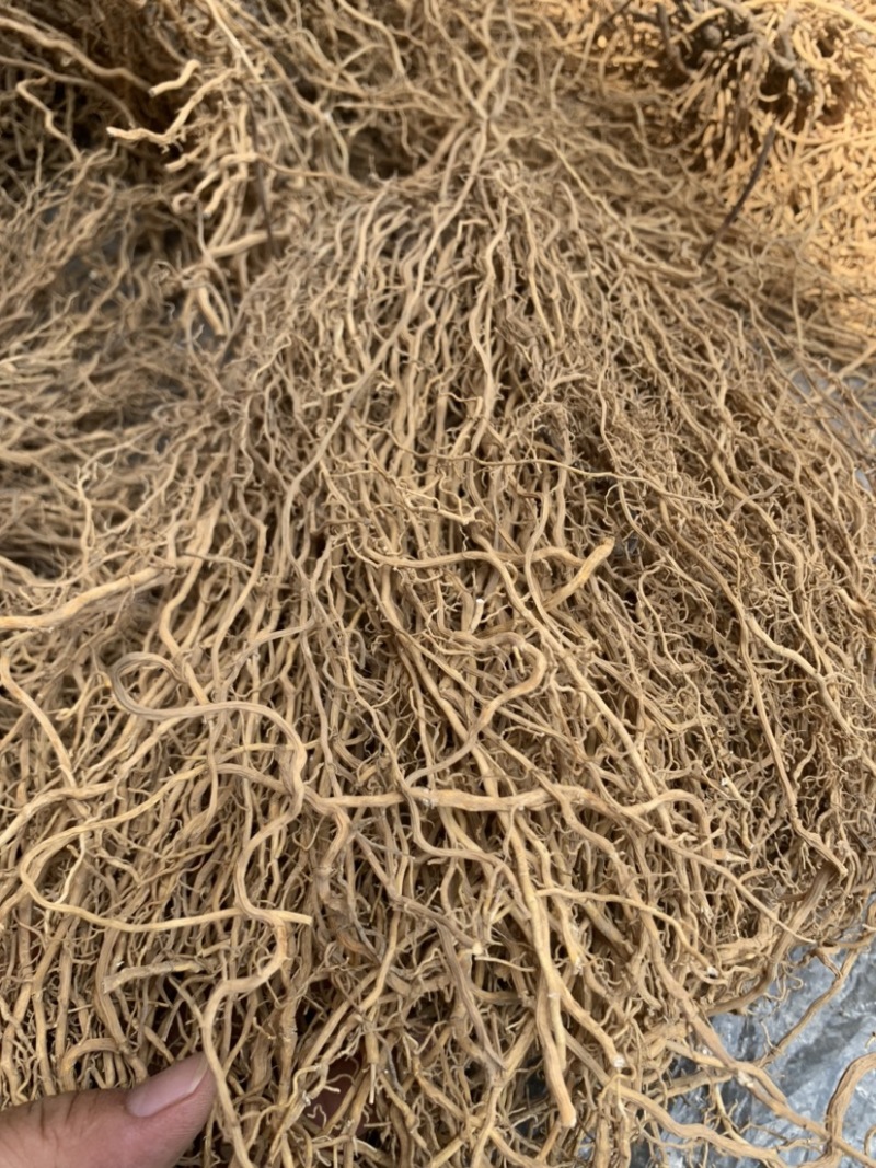 牛尾菜牛尾蕨牛尾结牛尾草老龙须土春根大通根老君须老鼠尾