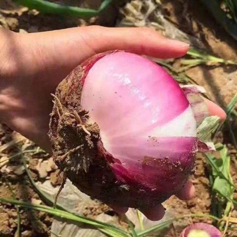 陕西洋葱基地直发货源充足可视频看货欢迎来电
