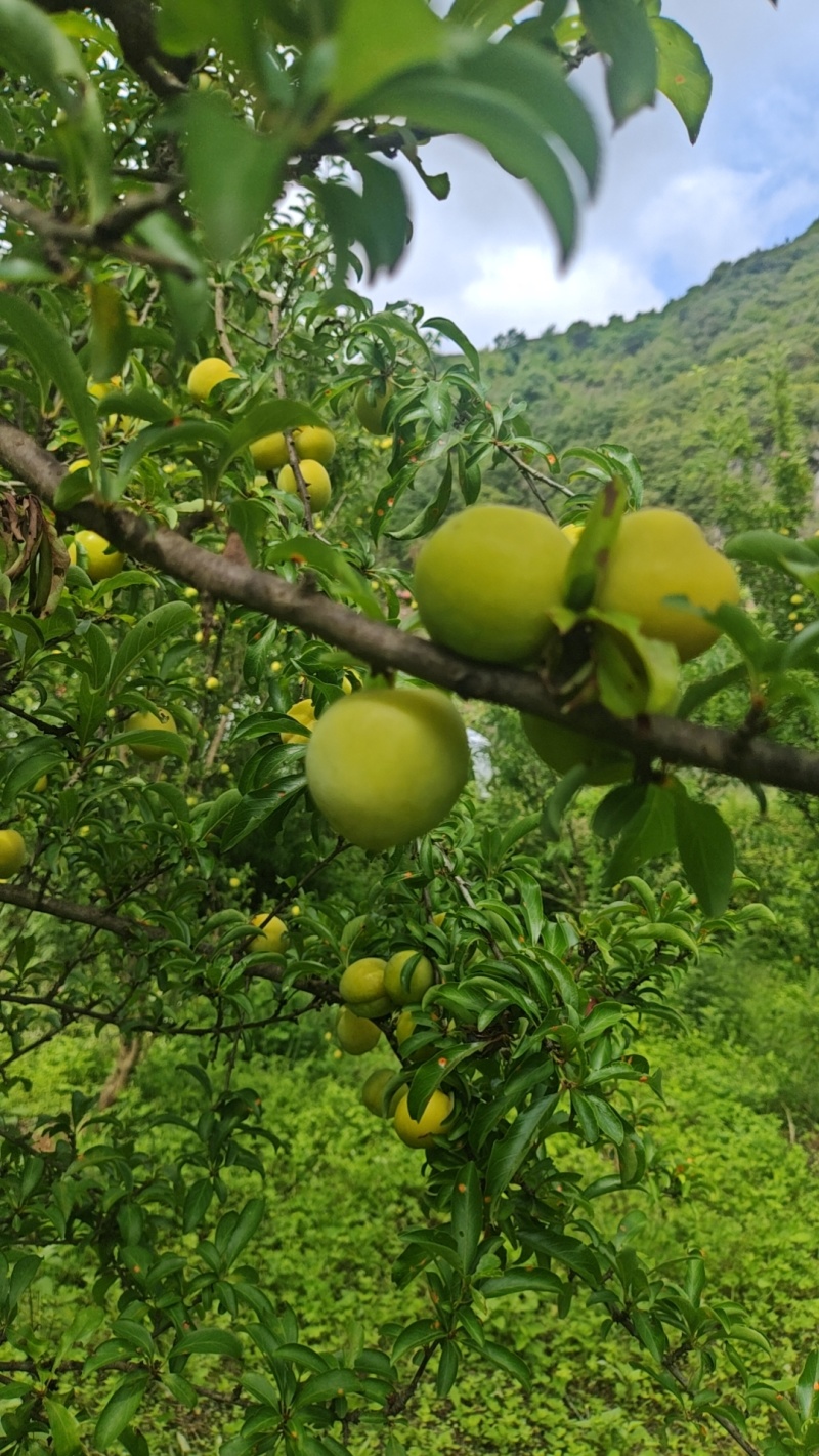 脱骨李电商一件代发抖音视频号拼多多快手