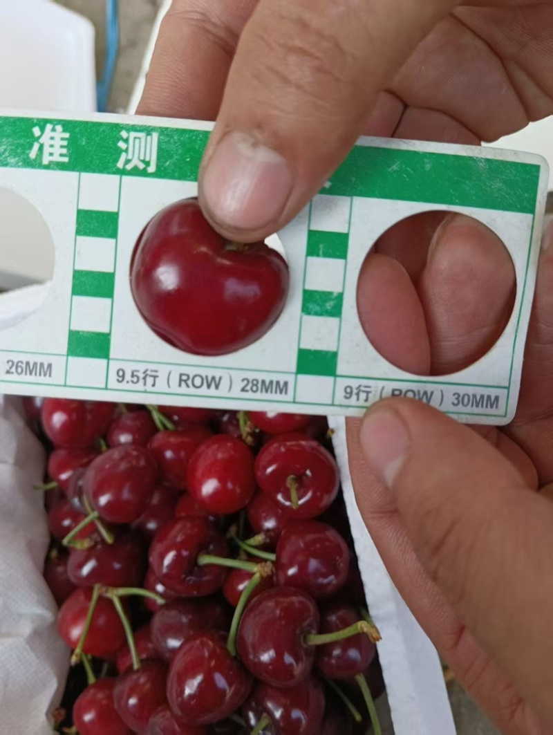 烟台美早大樱桃对接电商对接市场一手货源欢迎来电