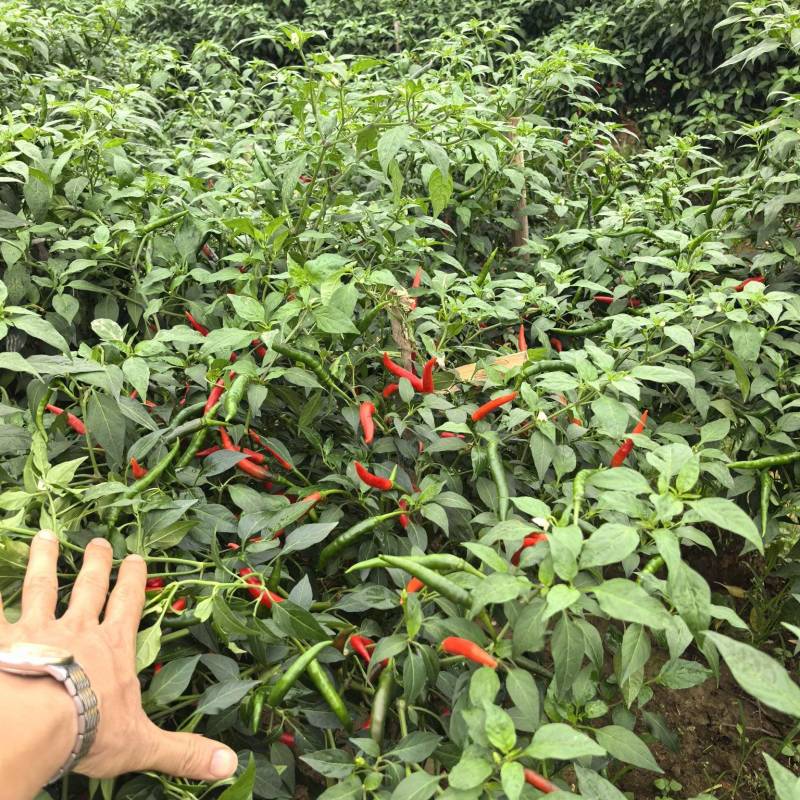 小米椒
