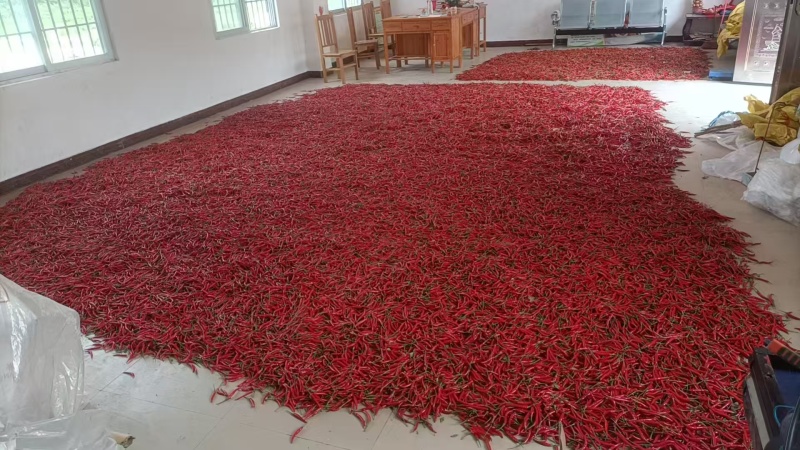 小米椒