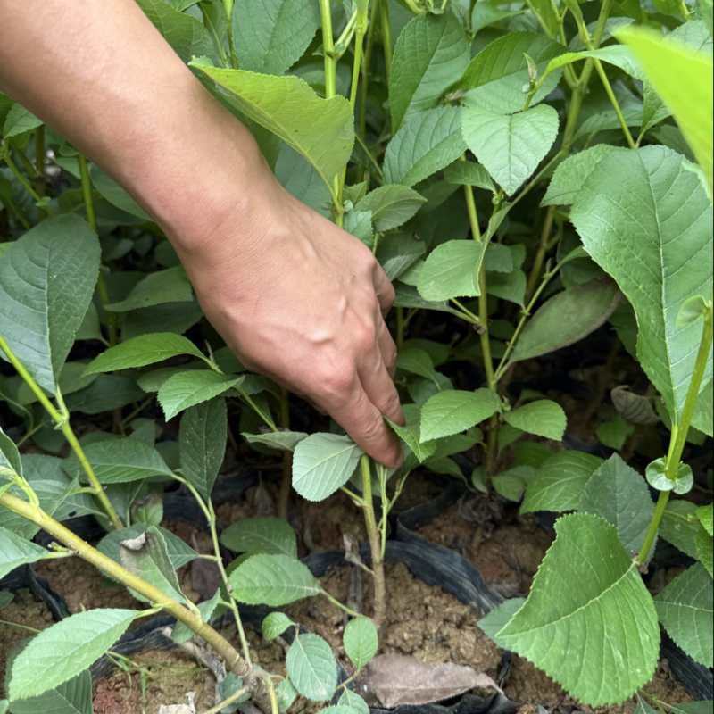 川滇桤木苗旱冬瓜苗