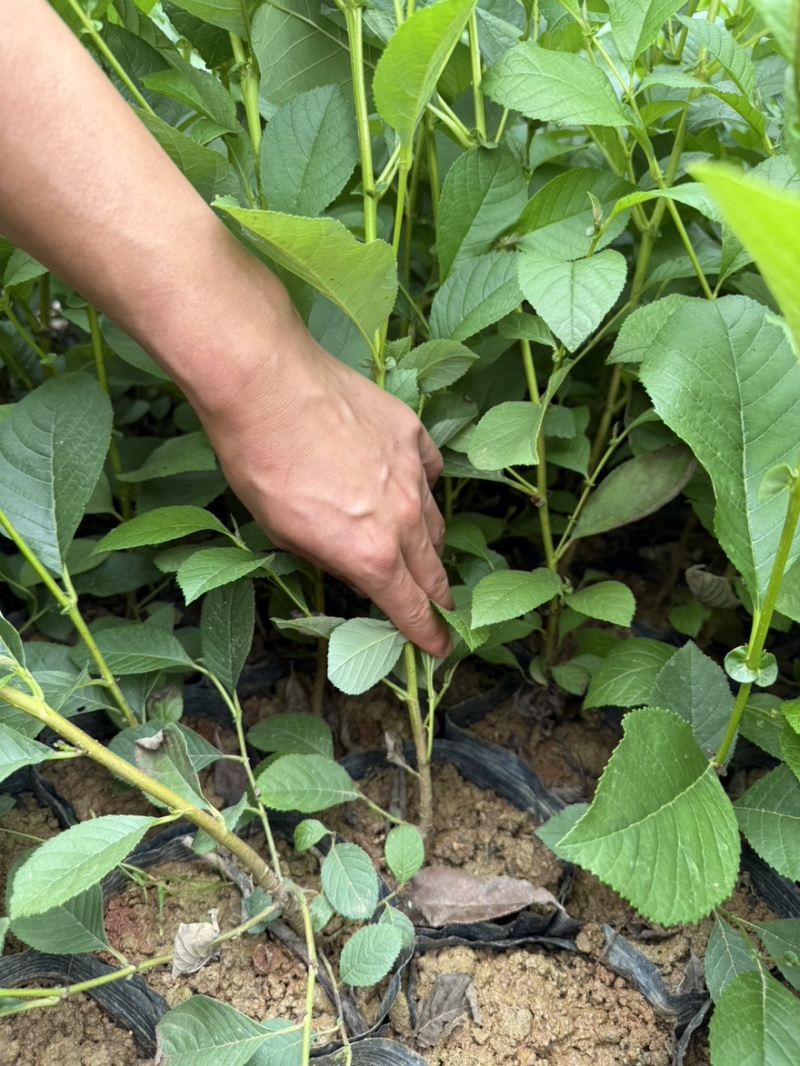 川滇桤木苗旱冬瓜苗