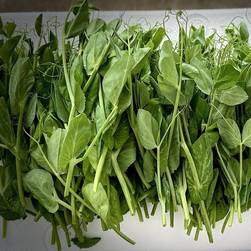 豌豆尖7月1上市，接受各市场老板预订