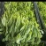 豌豆尖7月1上市，接受各市场老板预订