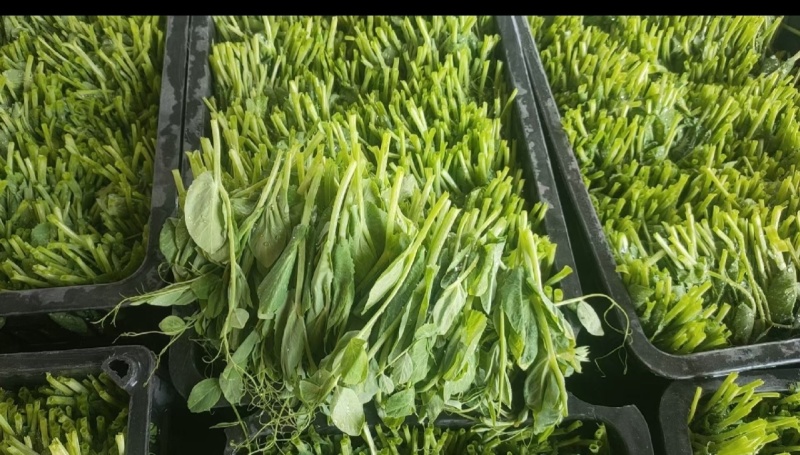 豌豆尖7月1上市，接受各市场老板预订
