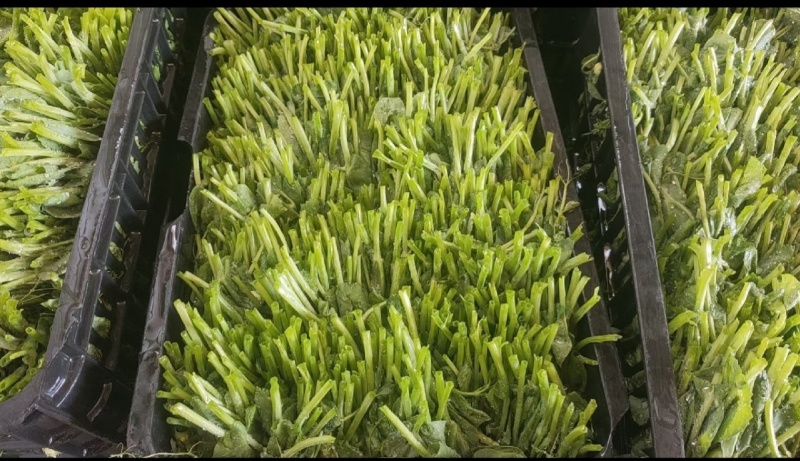 豌豆尖7月1上市，接受各市场老板预订