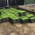 豌豆尖7月1上市，接受各市场老板预订